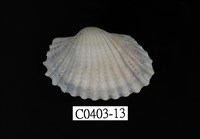 藏品(血蚶)的圖片